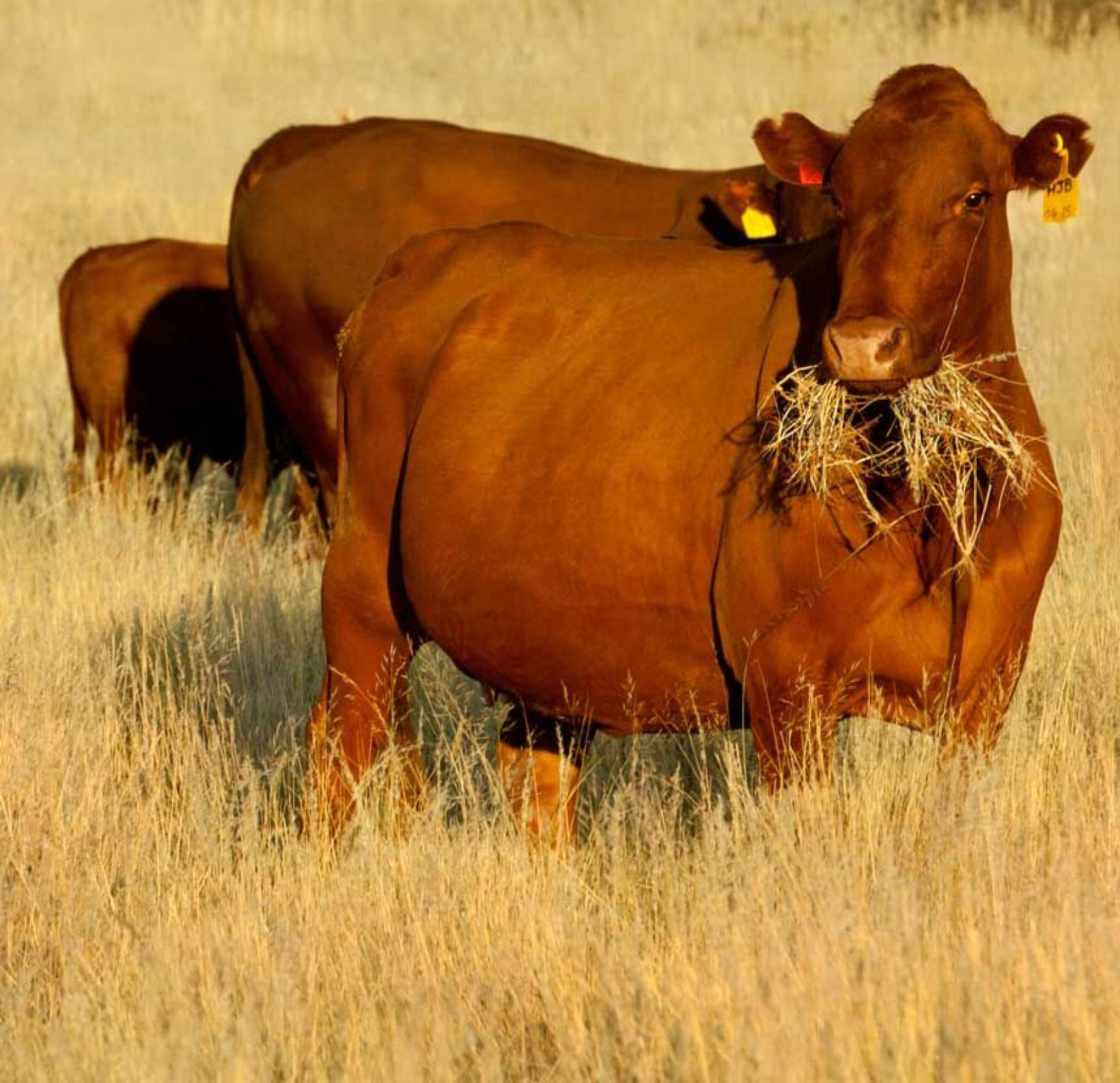 Cattle 2